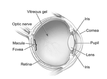 Diabetic Eye Disease